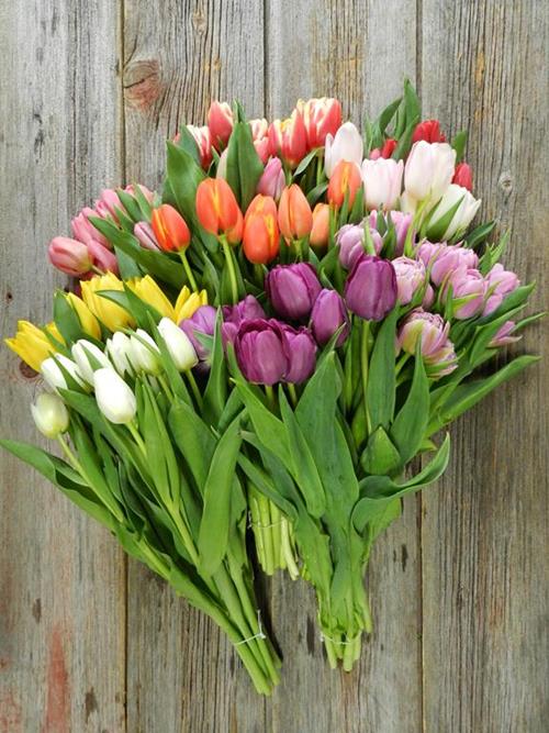 ASSORTED COLOR TULIPS